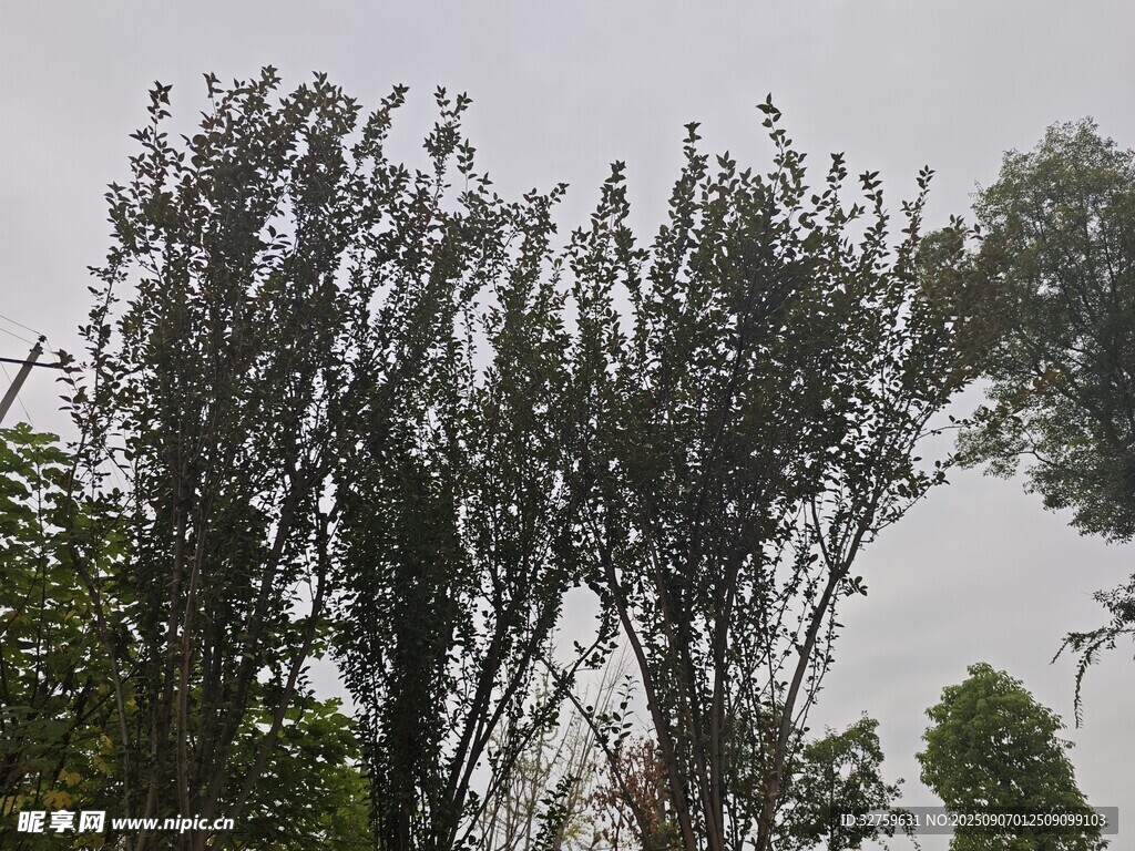 风中摇曳的葱郁树木