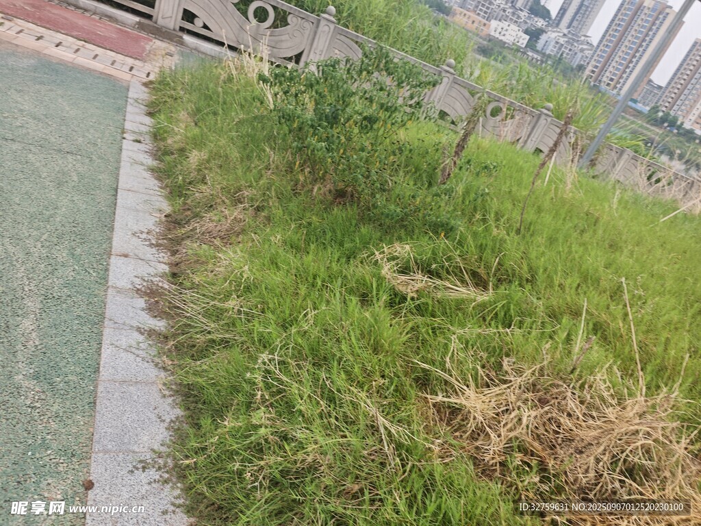 路边茂盛的野草景观