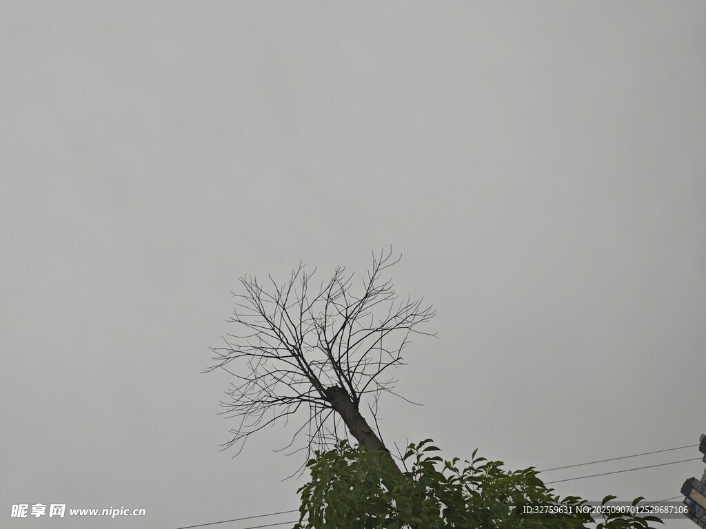 孤树挺立