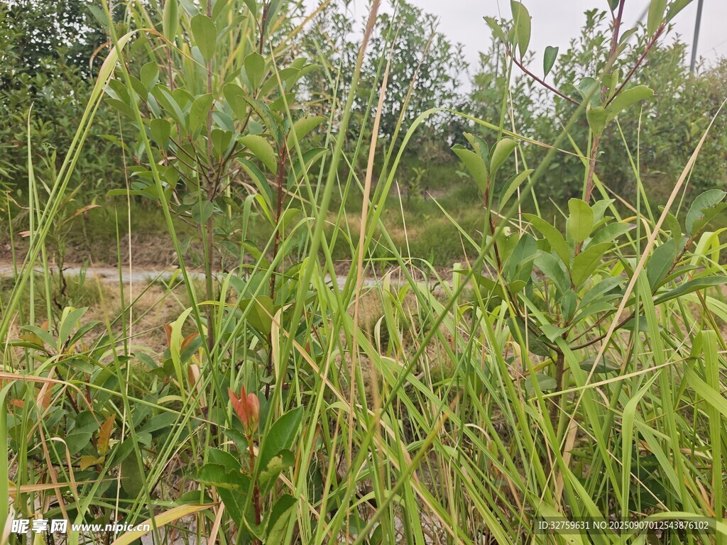 野外繁茂的绿色植物景观