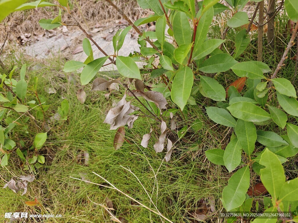 野外繁茂的绿色植物景象