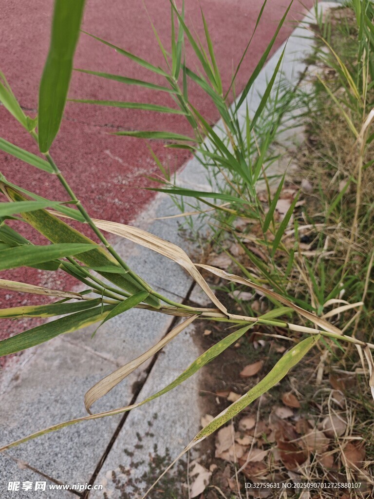 路边生长的绿色植物