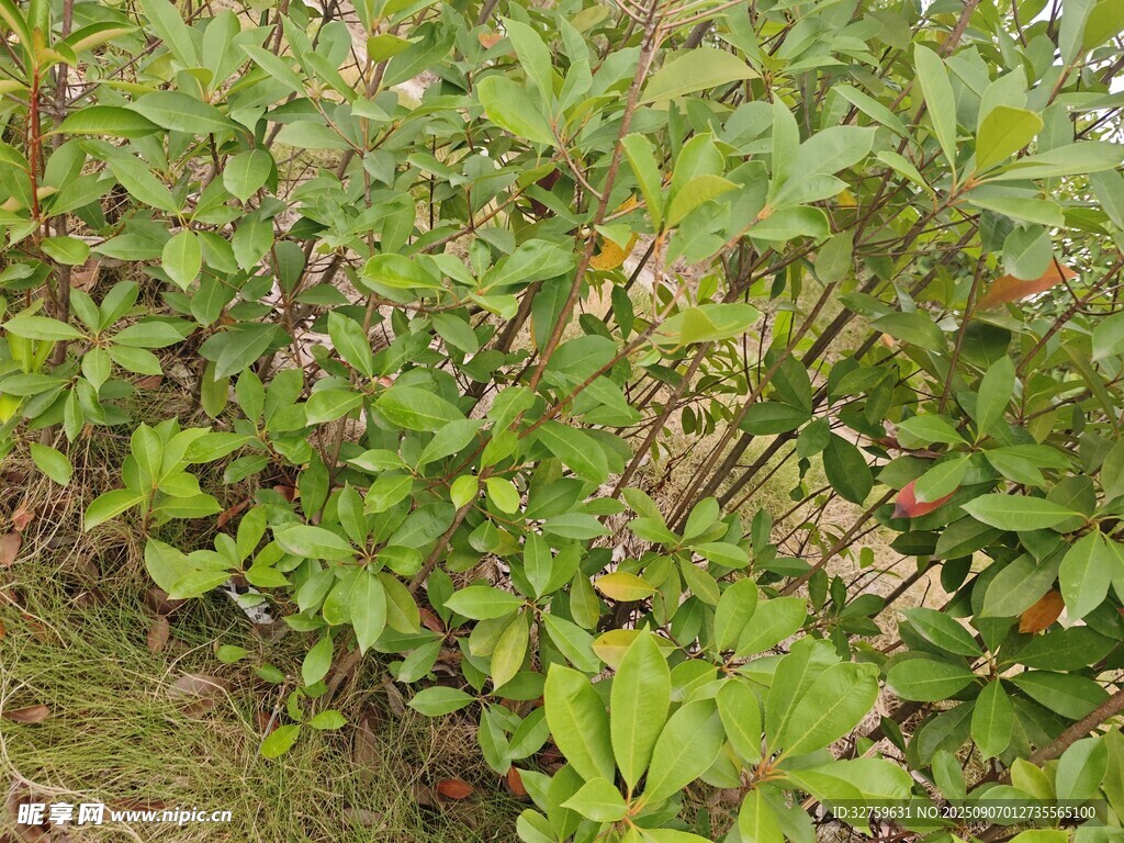 绿叶繁茂的植物景观