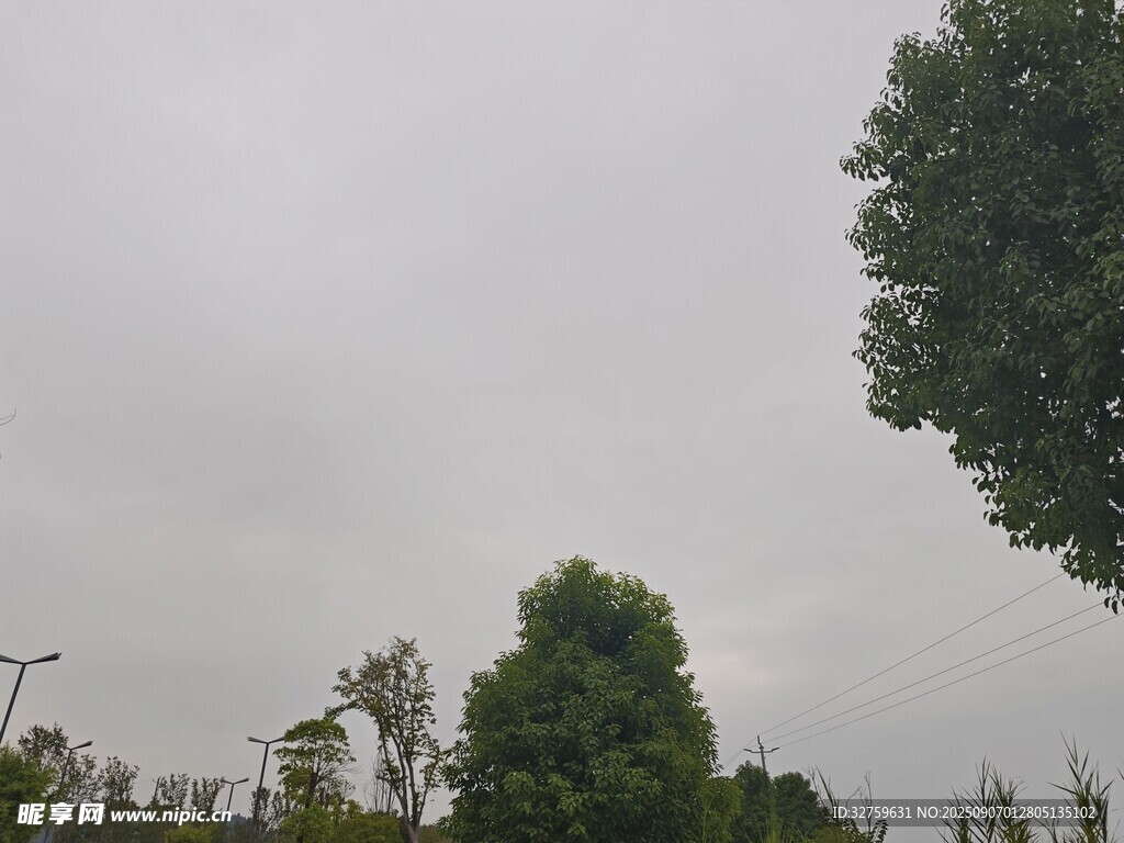 阴天中的绿树与路灯