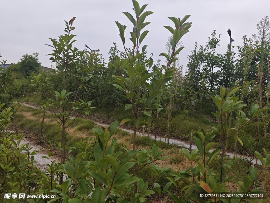 绿意盎然的植物种植场景