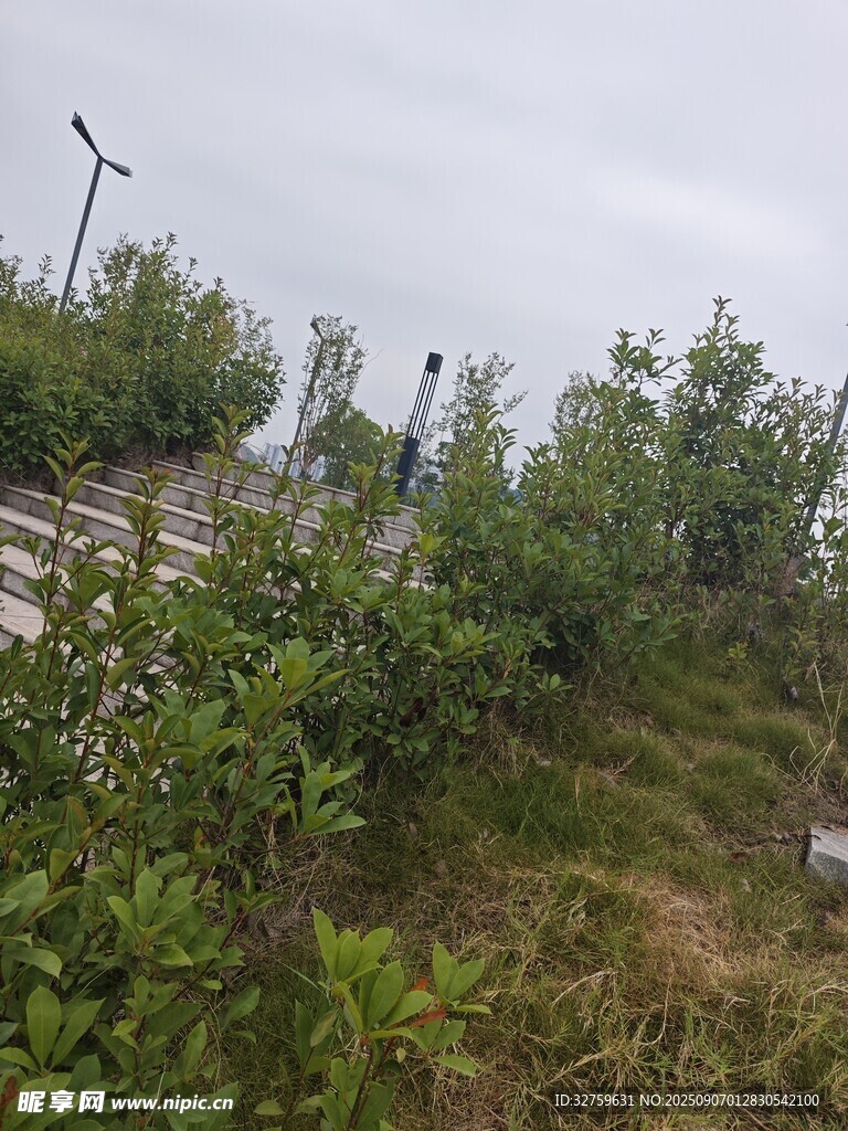 户外绿植景观