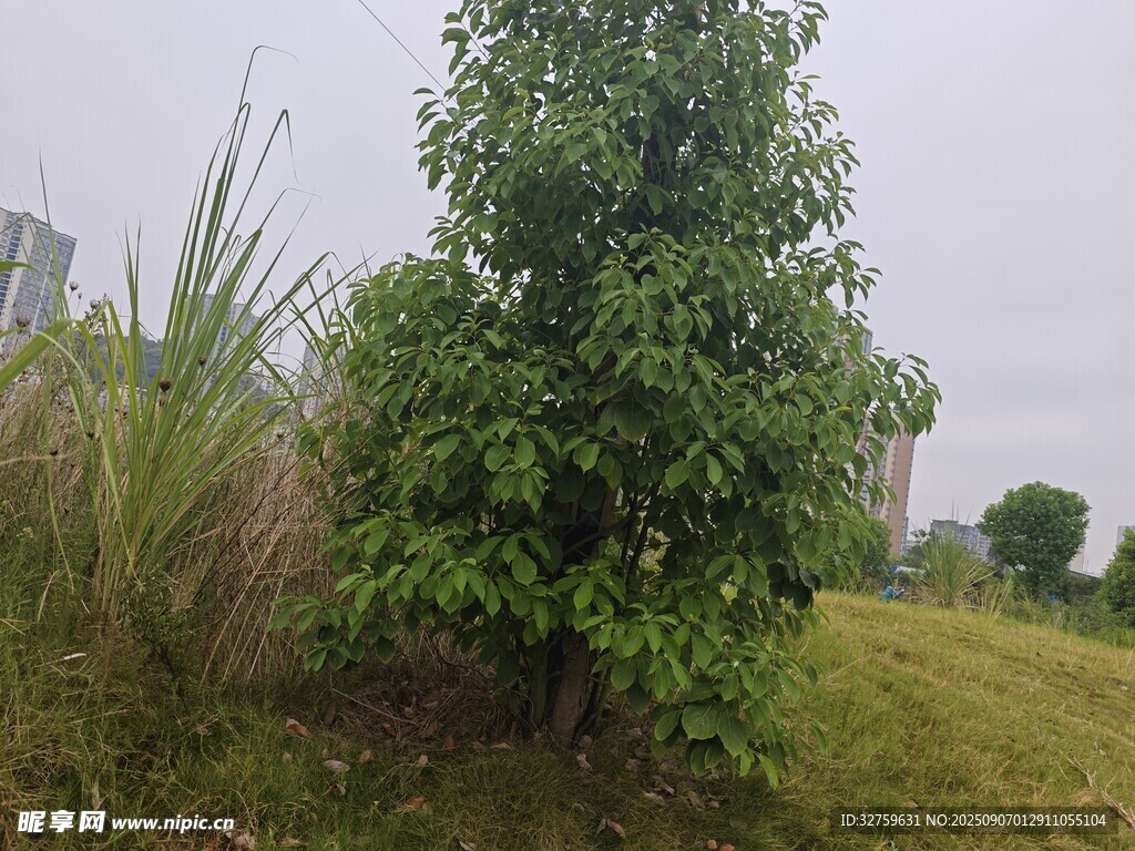 户外绿树与草地景观