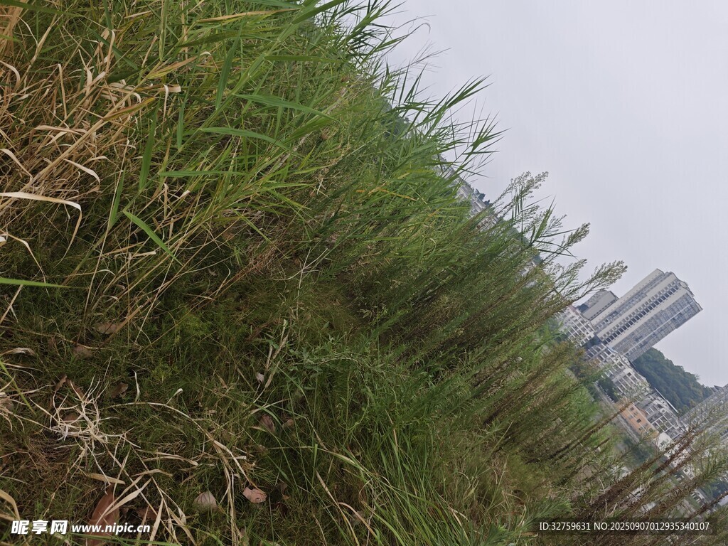 城市边的茂盛野草
