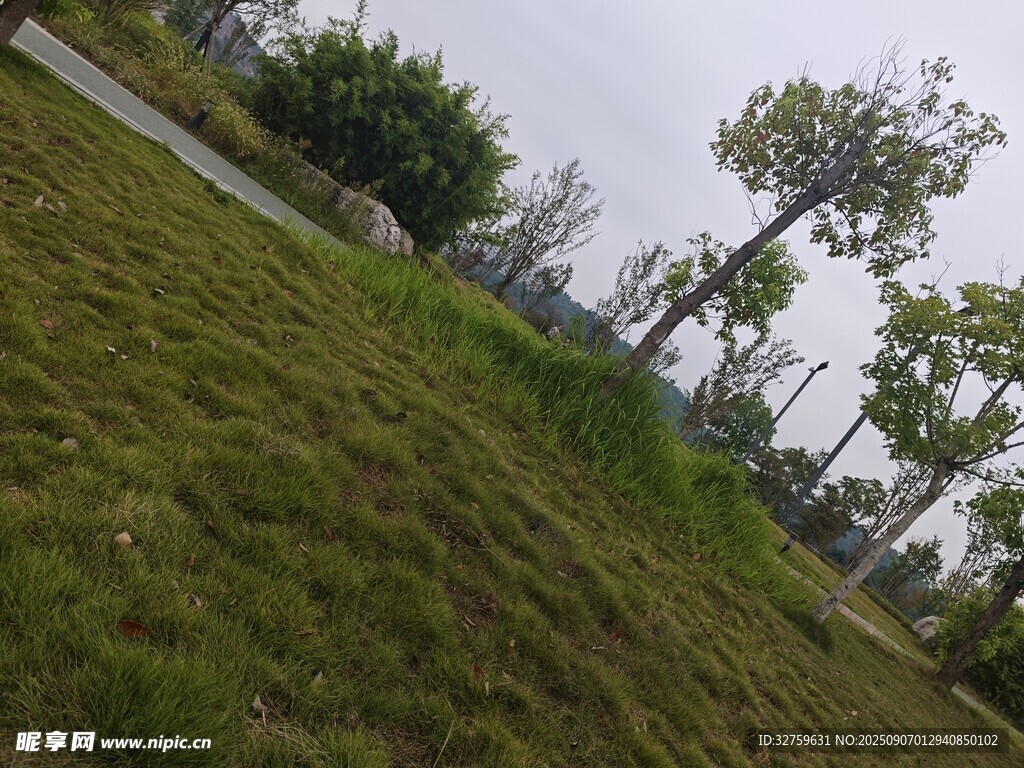 户外草地与树木景观