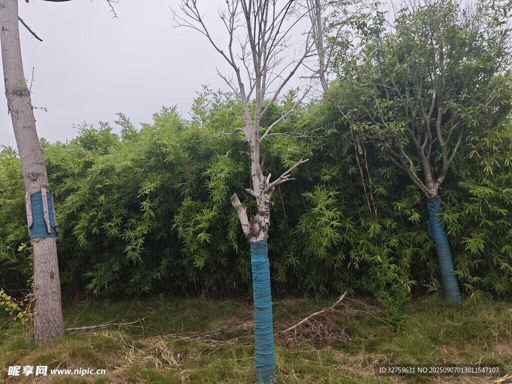 蓝杆树木与葱郁绿植景观