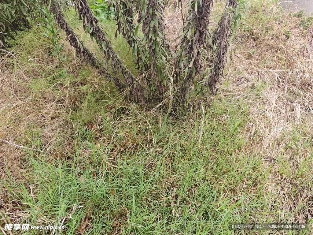 地面旁的丛生植物