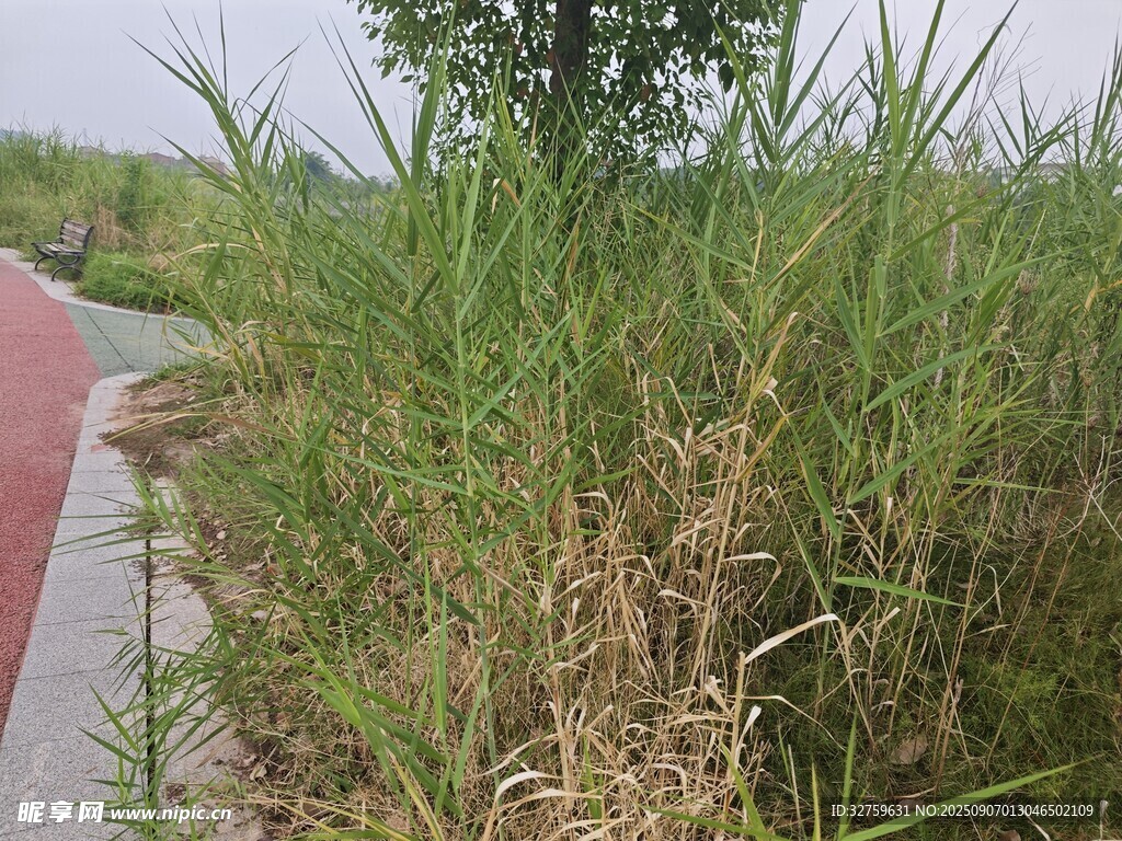 路边茂盛的绿色草丛