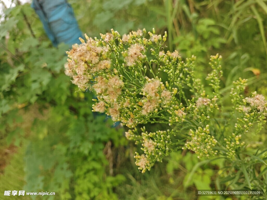 枝头绽放的淡黄小花