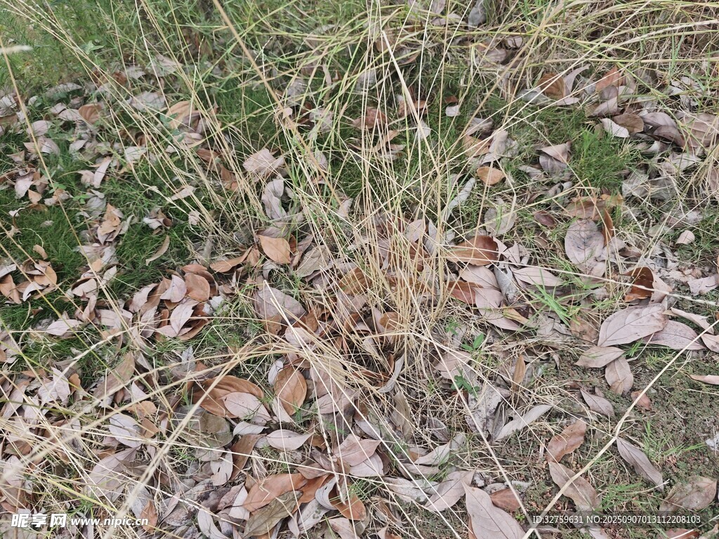 石间野草