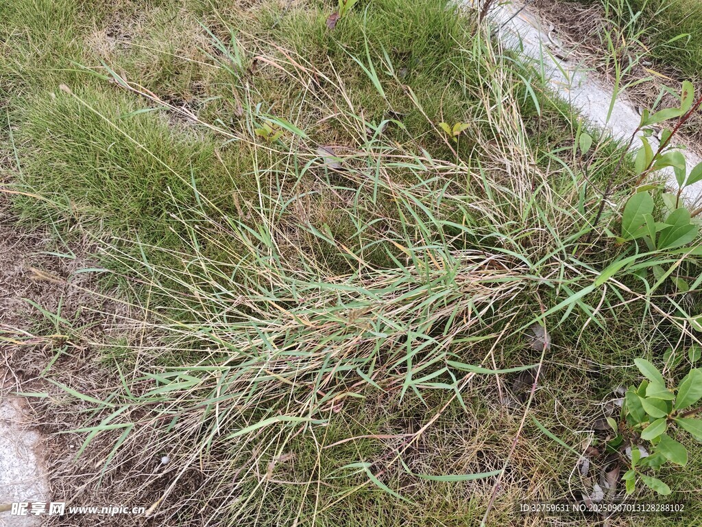 野外丛生的绿色野草