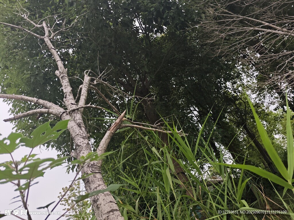 河边枯树与繁茂绿植