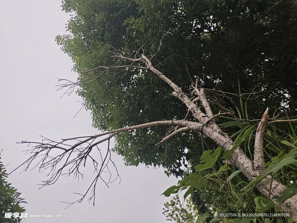 枯树枝与绿叶对比景象