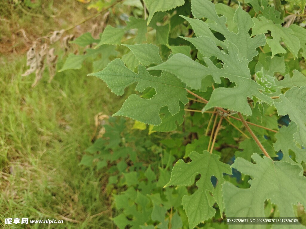 绿叶植物特写