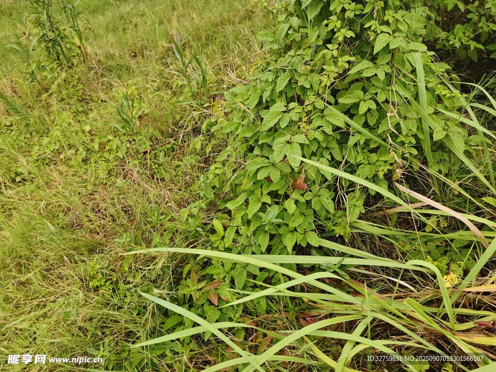 地面上的绿色植物残枝