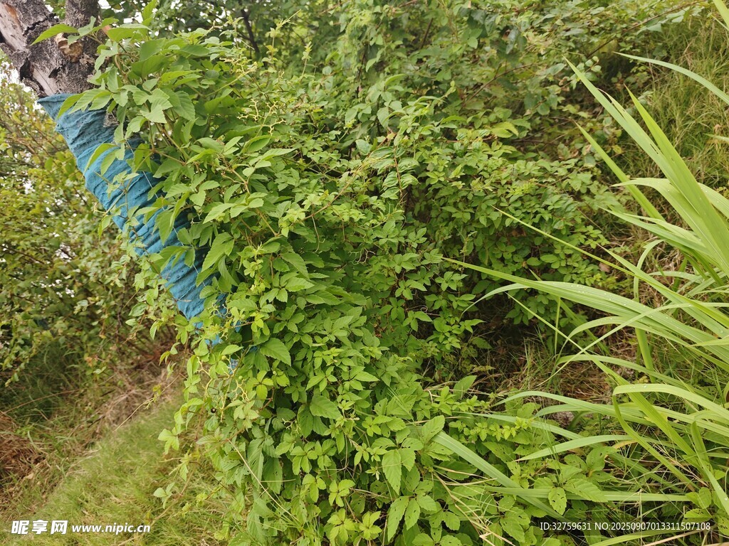 繁茂绿植
