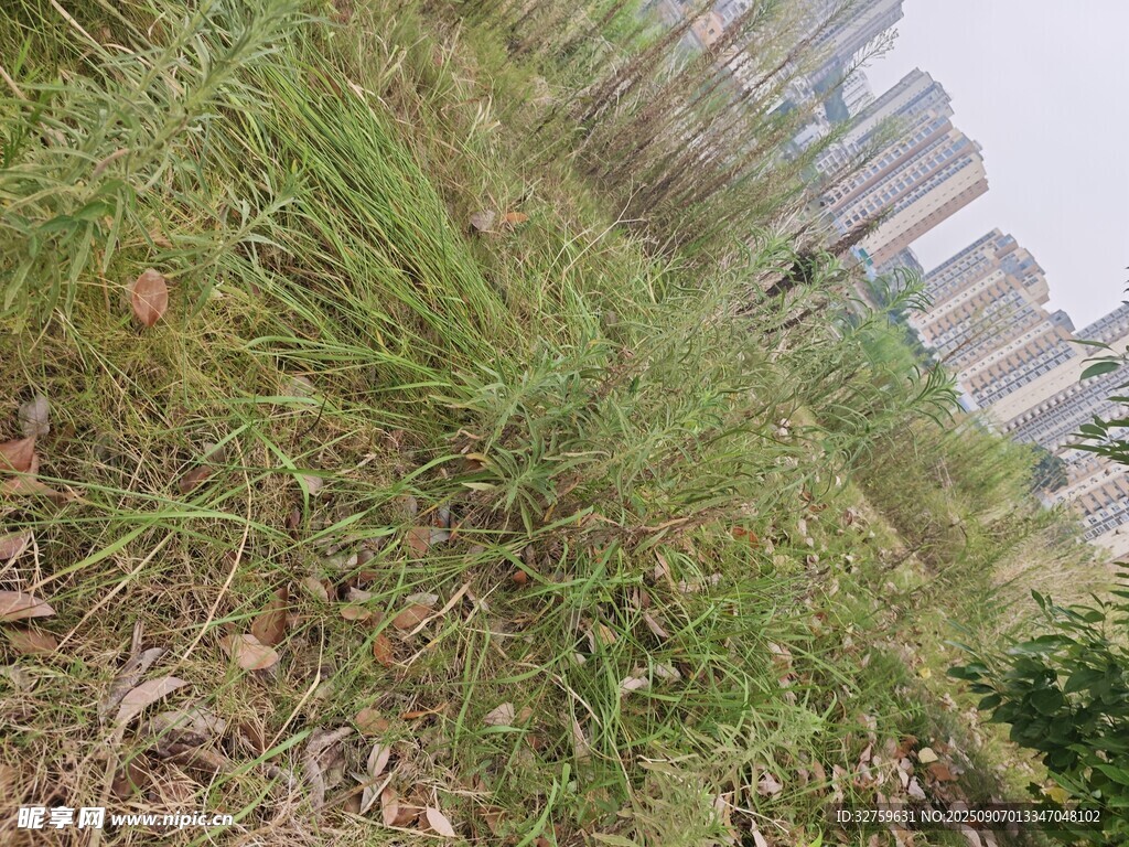 城市边的茂盛草地景观