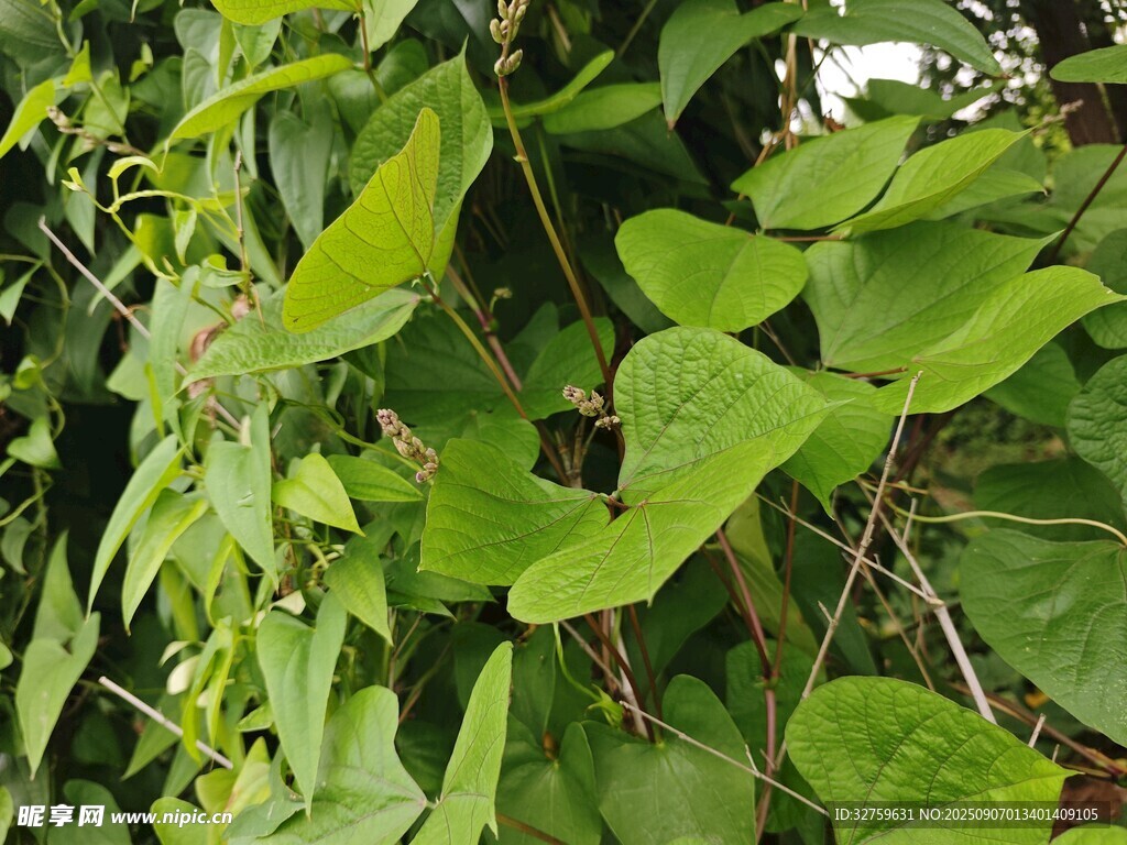 翠绿藤蔓植物叶片特写