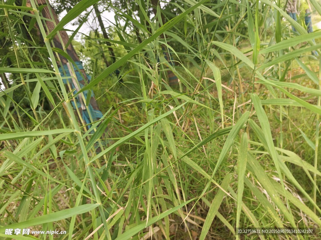 茂密草丛中的蓝色物件