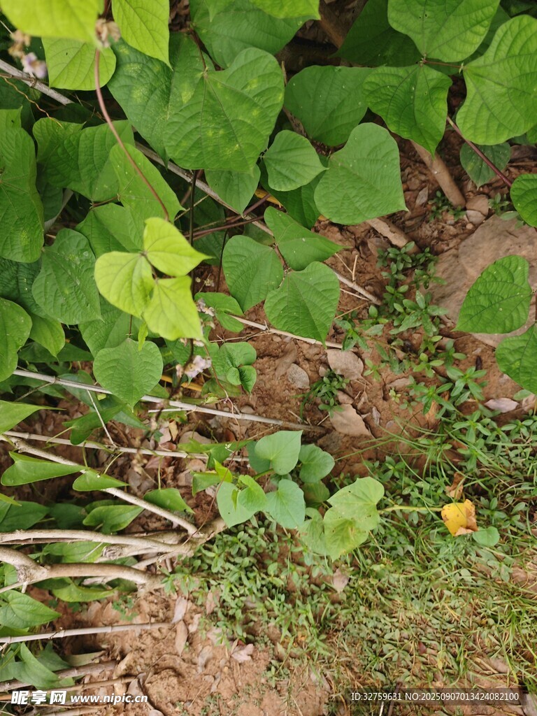 绿叶间的小黄花
