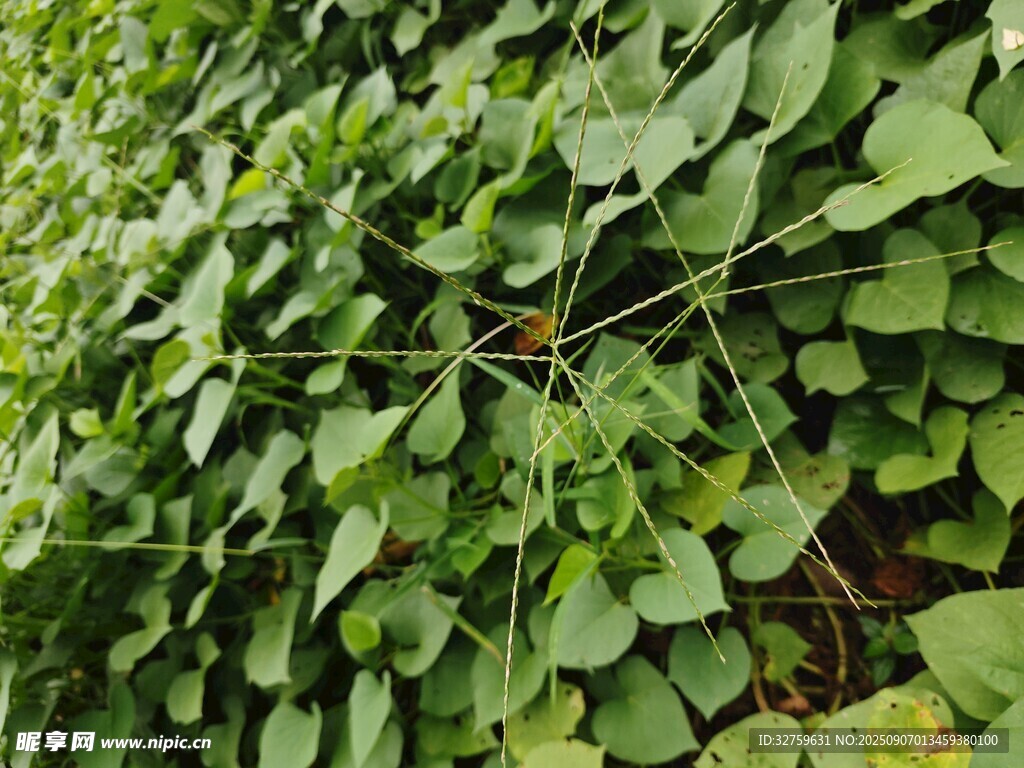翠绿繁茂的藤蔓植物