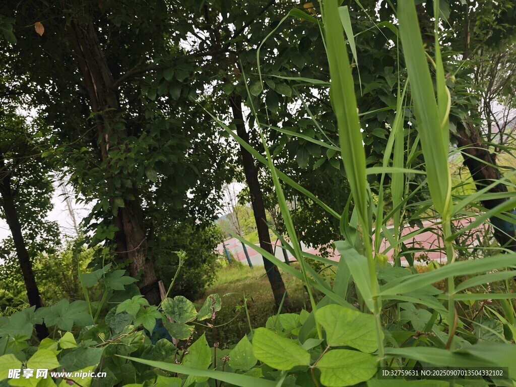 繁茂绿植中的自然景致