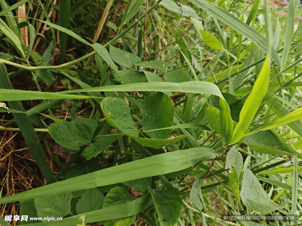 翠绿繁茂的野生植物