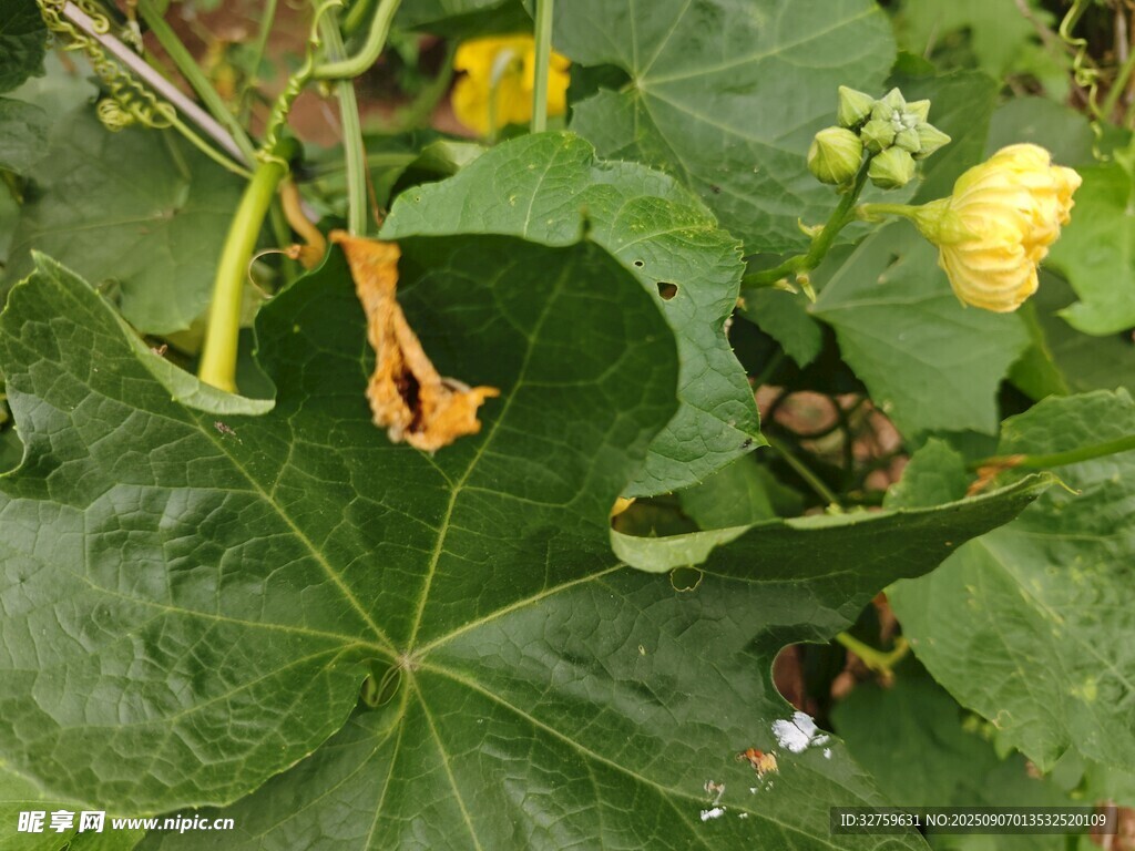 南瓜藤上的黄花与绿叶