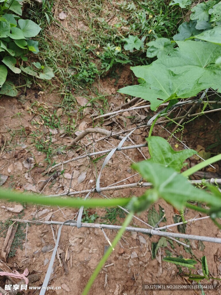 地面上的金属物件与绿植