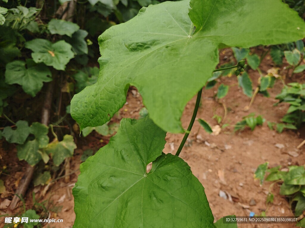 野外生长的绿色植物叶片