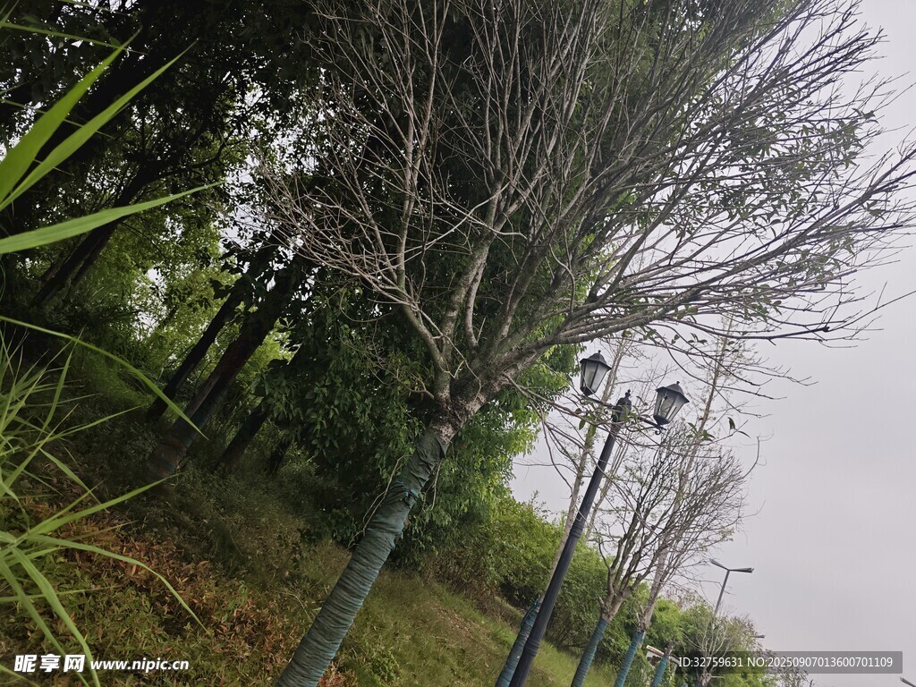雾中树木与路灯景观