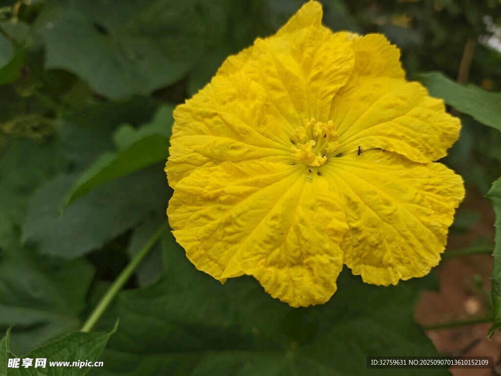 黄色鲜艳的单朵南瓜花