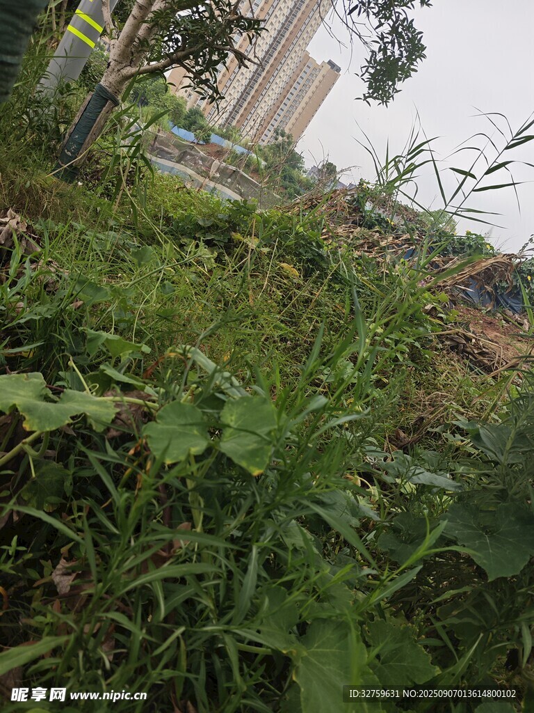 户外繁茂绿植景观