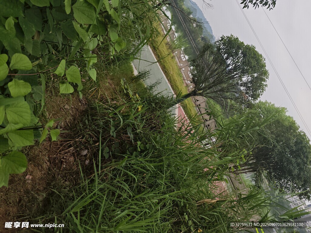野外绿植景观