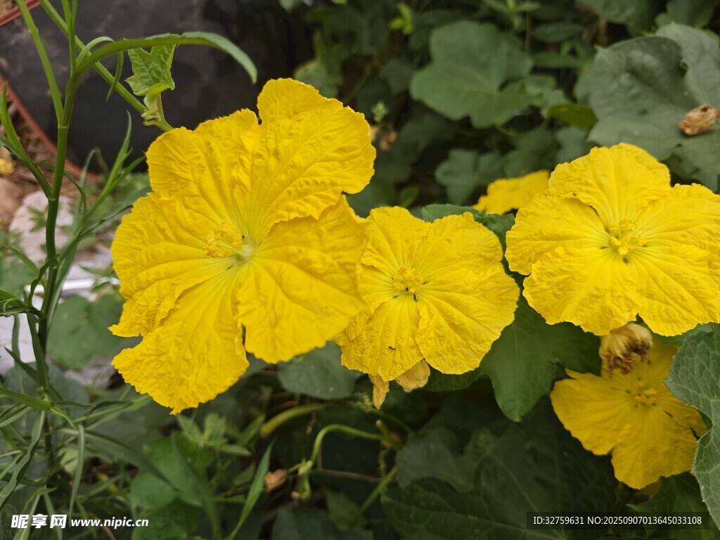娇艳黄色南瓜花绽放