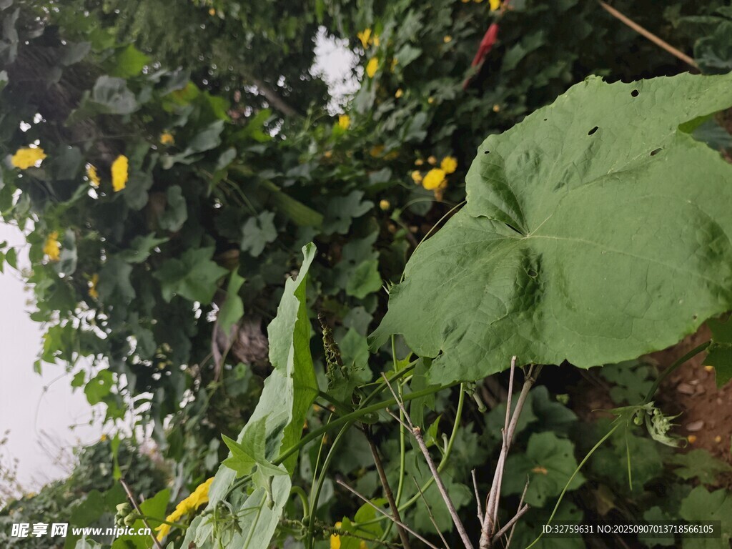 绿叶黄花藤蔓植物景观