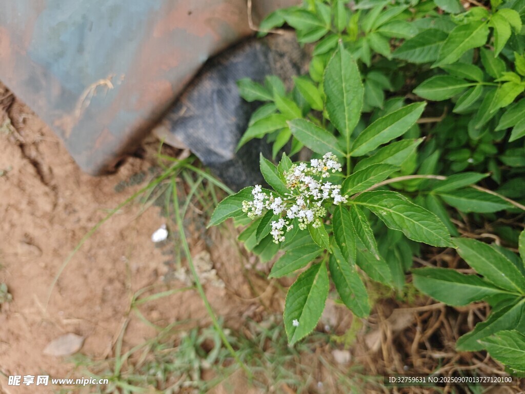 墙角生长的白色小花植物