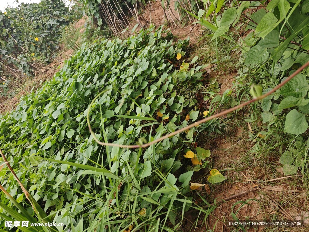 山坡上的茂盛绿色植物