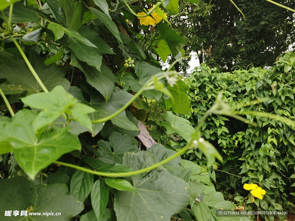 藤蔓植物与黄色小花