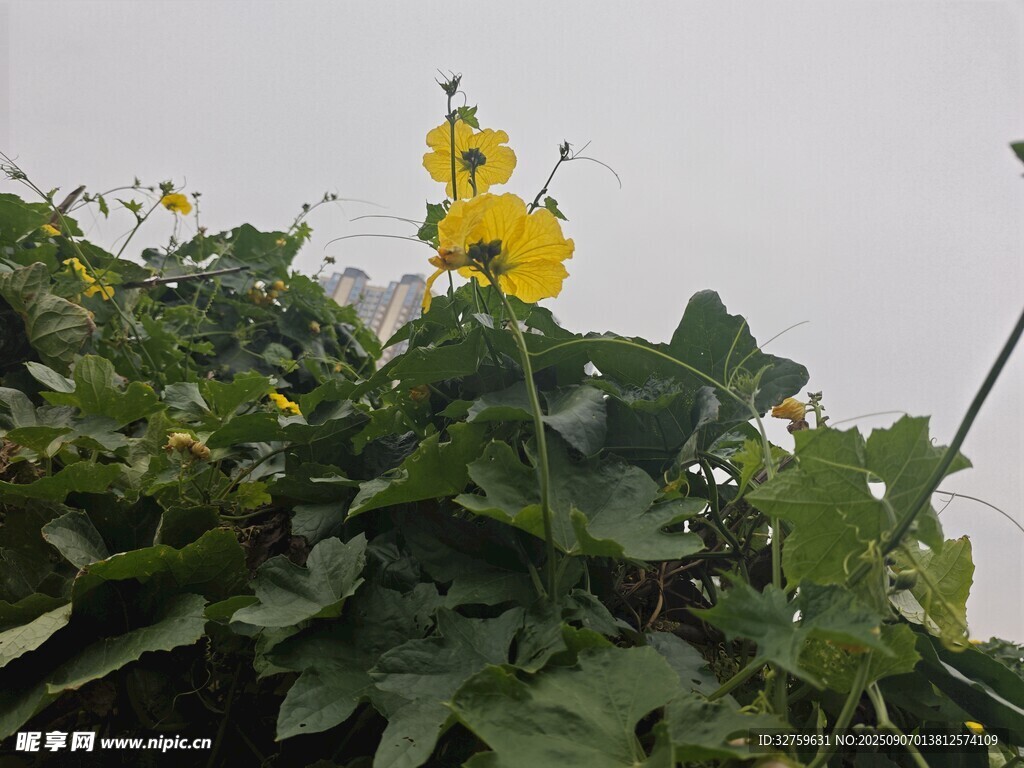 黄色小花绽放绿叶间