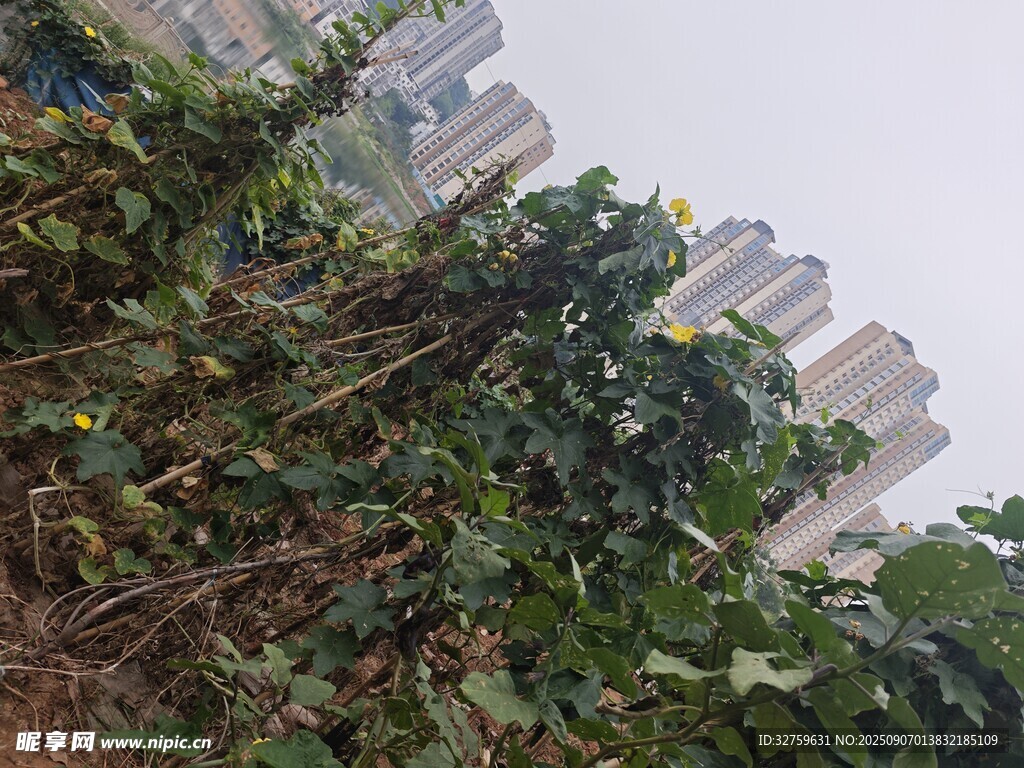 城市中繁茂的绿植景观