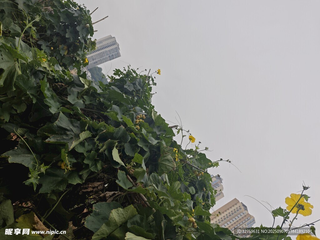 藤蔓绿植与黄色小花
