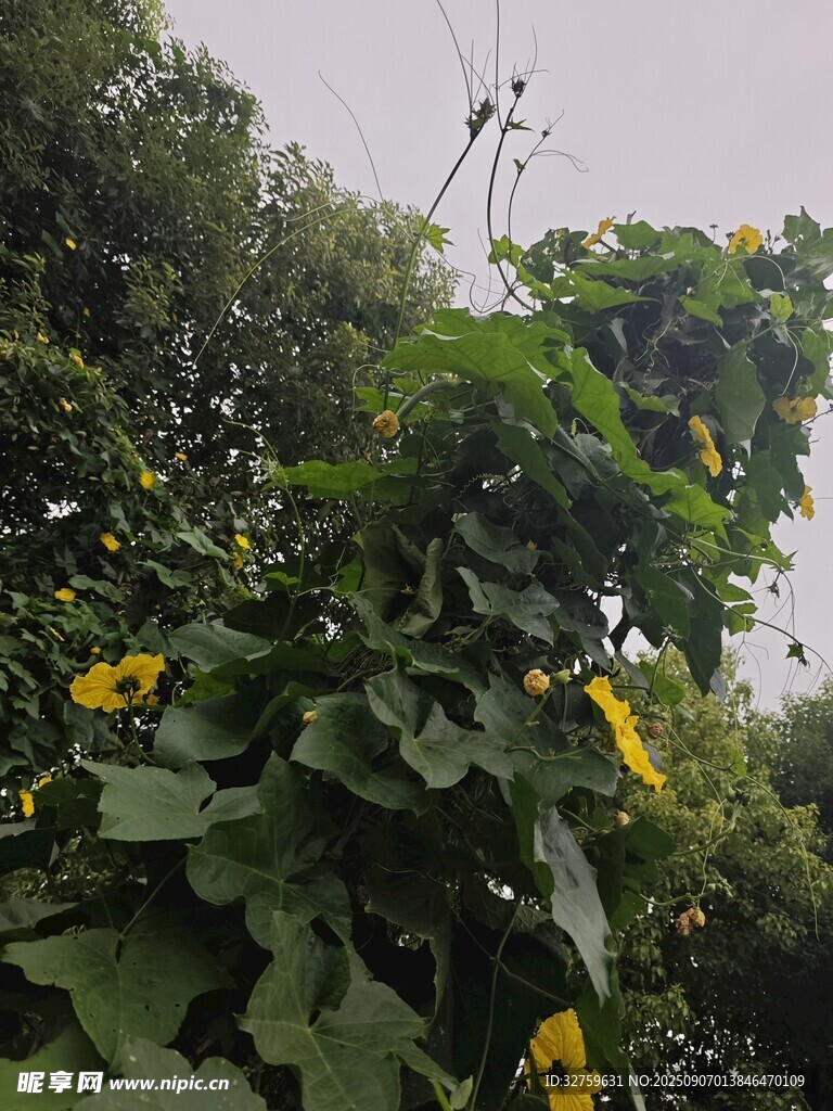 藤蔓上的黄花与绿叶