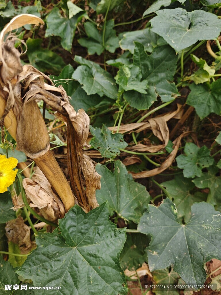 枯萎植物中的黄色小花