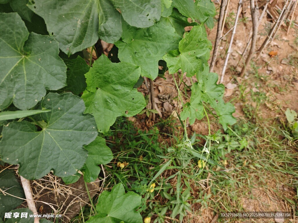 菜园中的绿叶蔬菜植物