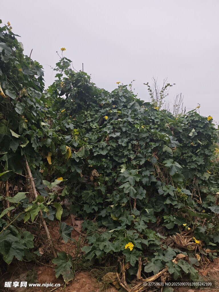 田间繁茂的绿色植物